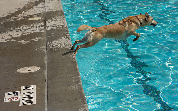 Dog Daze | Stapleton MCA