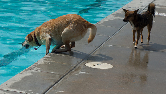 Dog Daze | Stapleton MCA