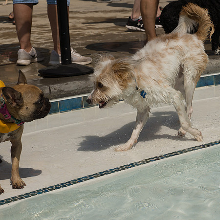 Dog Daze | Stapleton MCA