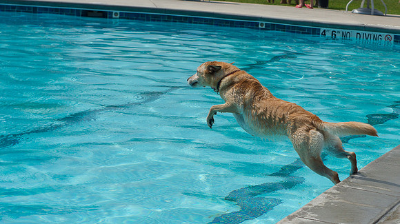 Dog Daze | Stapleton MCA