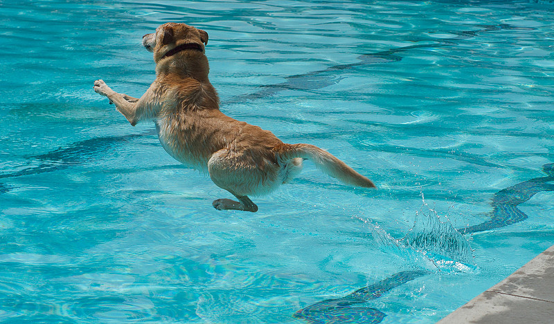 Dog Daze | Stapleton MCA