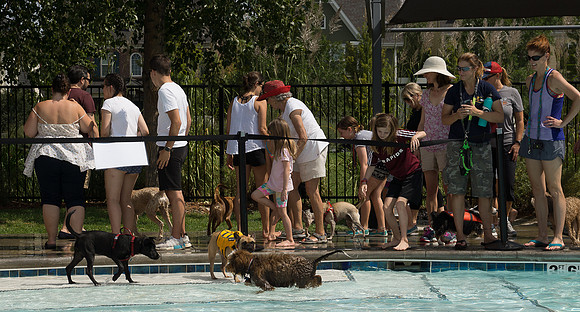 Dog Daze | Stapleton MCA