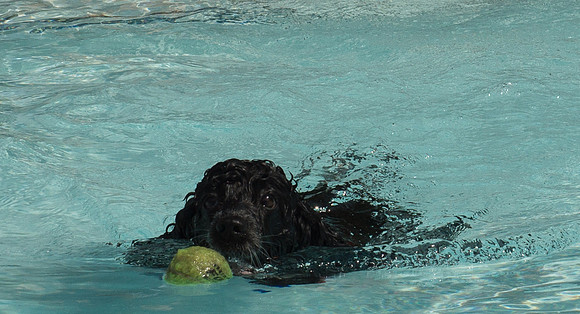 Dog Daze | Stapleton MCA