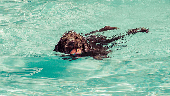 Dog Daze | Stapleton MCA