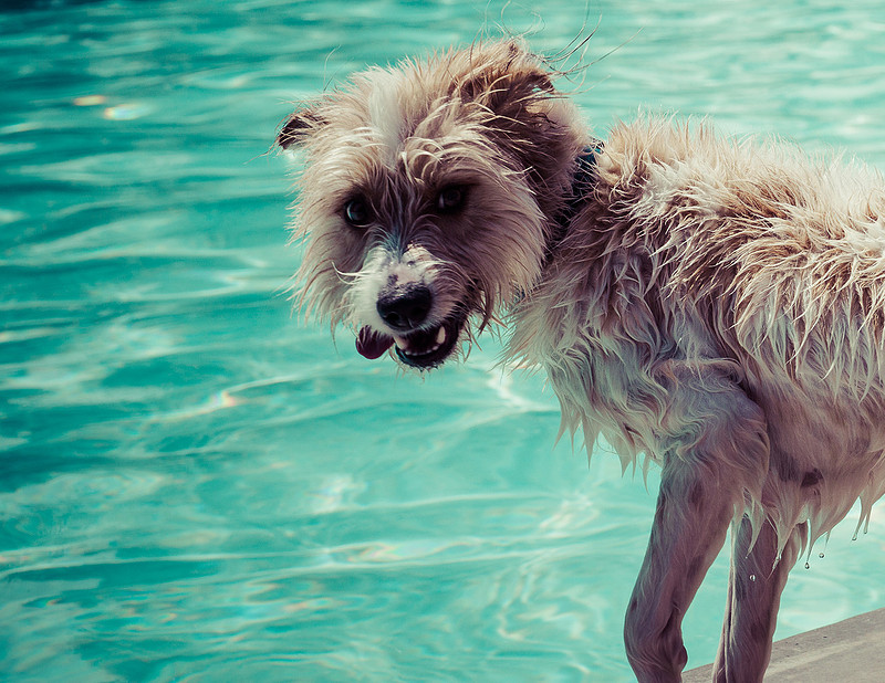 Dog Daze | Stapleton MCA