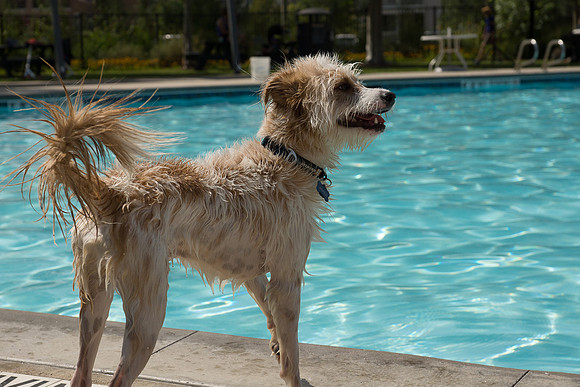 Dog Daze | Stapleton MCA