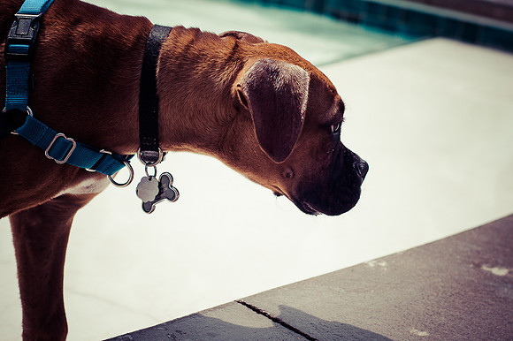 Dog Daze | Stapleton MCA