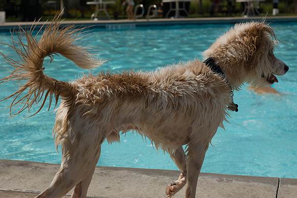 Dog Daze | Stapleton MCA