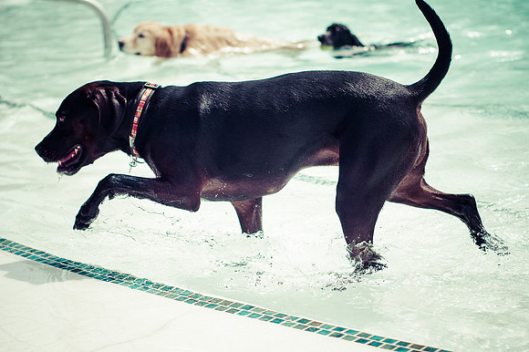Dog Daze | Stapleton MCA