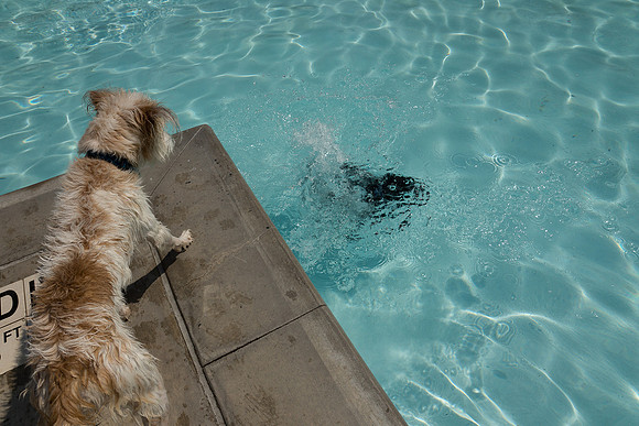 Dog Daze | Stapleton MCA