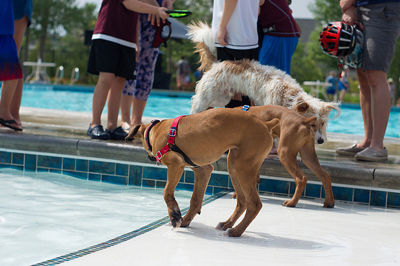 Dog Daze | Stapleton MCA