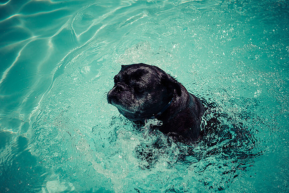 Dog Daze | Stapleton MCA