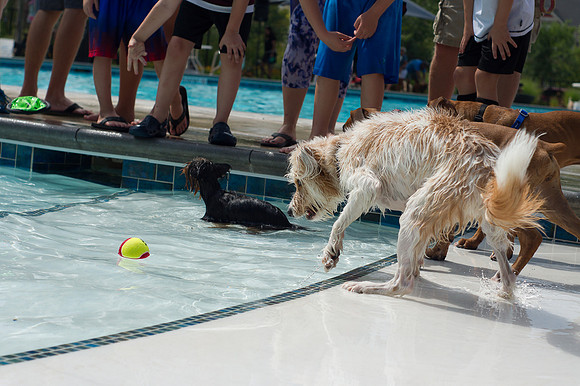 Dog Daze | Stapleton MCA