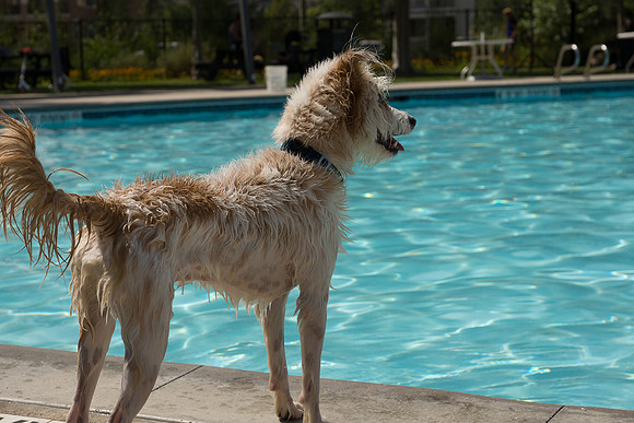 Dog Daze | Stapleton MCA