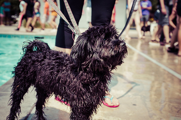 Dog Daze | Stapleton MCA
