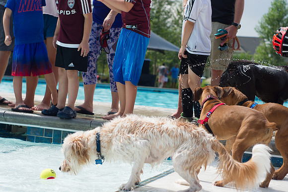 Dog Daze | Stapleton MCA