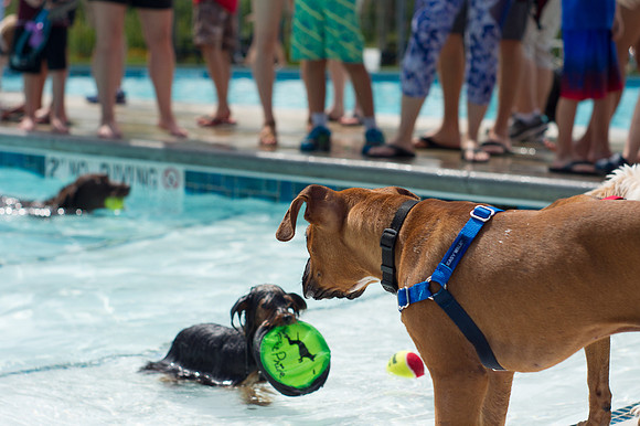 Dog Daze | Stapleton MCA