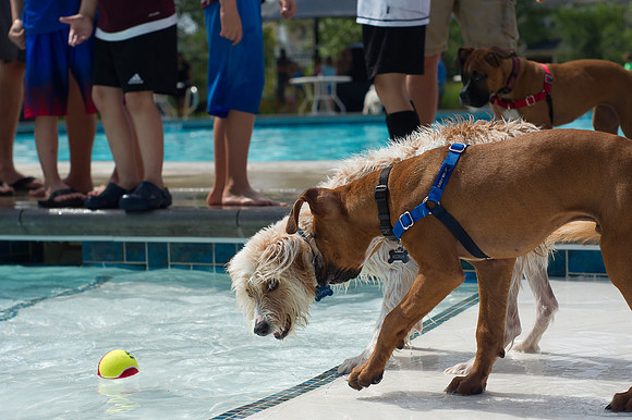 Dog Daze | Stapleton MCA