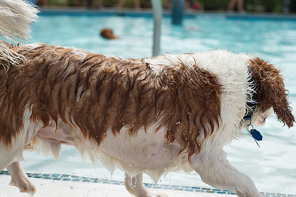 Dog Daze | Stapleton MCA