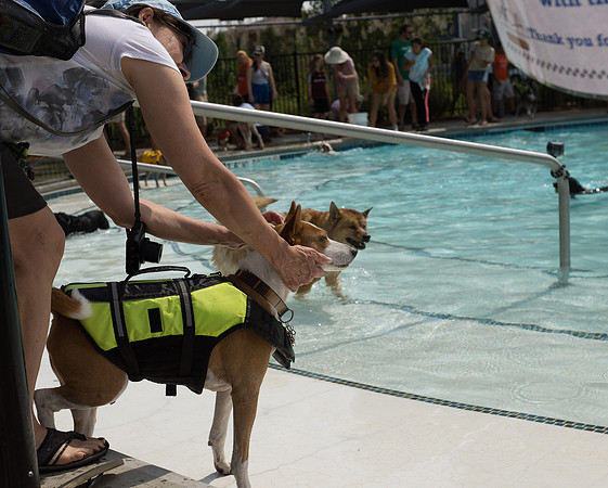 Dog Daze | Stapleton MCA