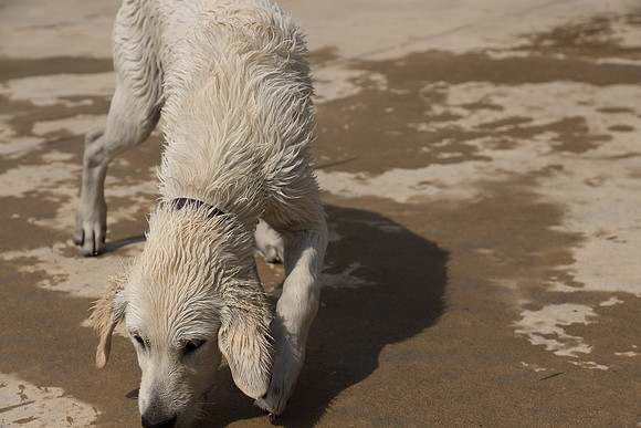 Dog Daze | Stapleton MCA