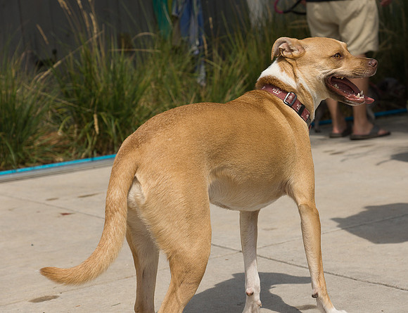 Dog Daze | Stapleton MCA
