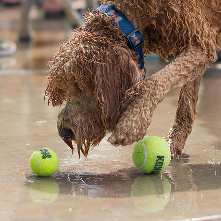 Dog Daze | Stapleton MCA
