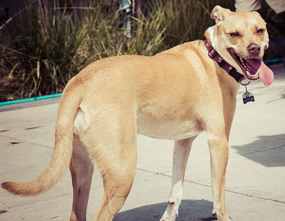 Dog Daze | Stapleton MCA