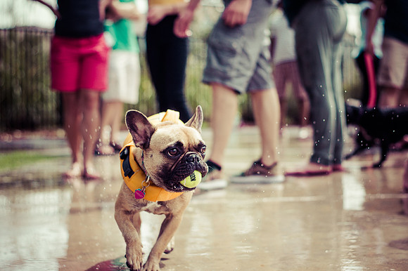 Dog Daze | Stapleton MCA