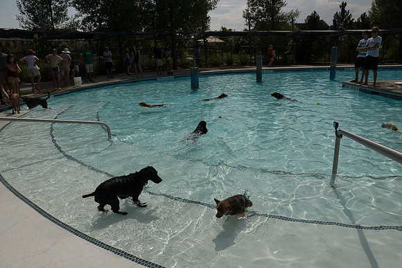 Dog Daze | Stapleton MCA