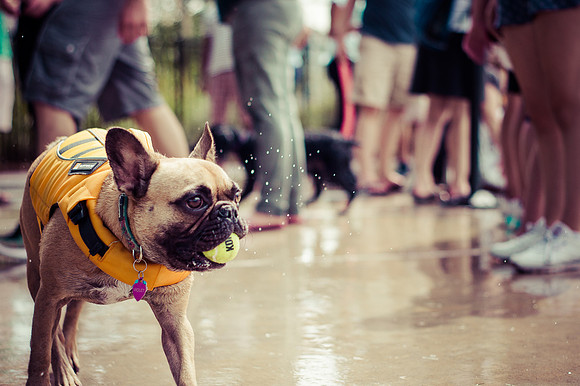 Dog Daze | Stapleton MCA