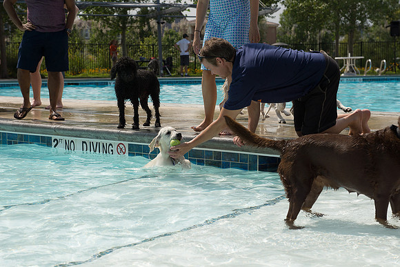 Dog Daze | Stapleton MCA