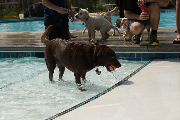 Dog Daze | Stapleton MCA