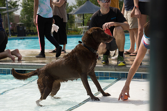 Dog Daze | Stapleton MCA