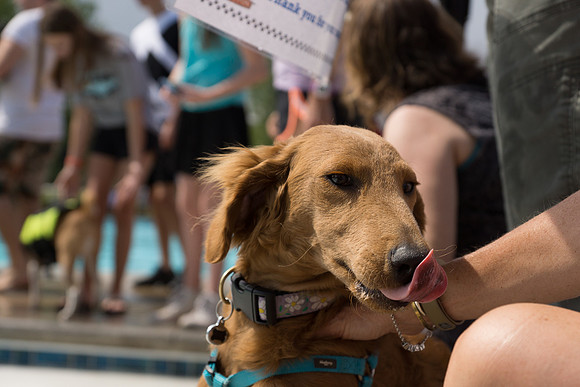 Dog Daze | Stapleton MCA