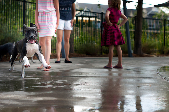Dog Daze | Stapleton MCA