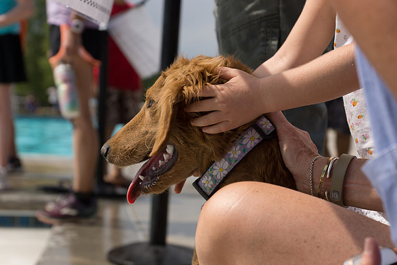 Dog Daze | Stapleton MCA