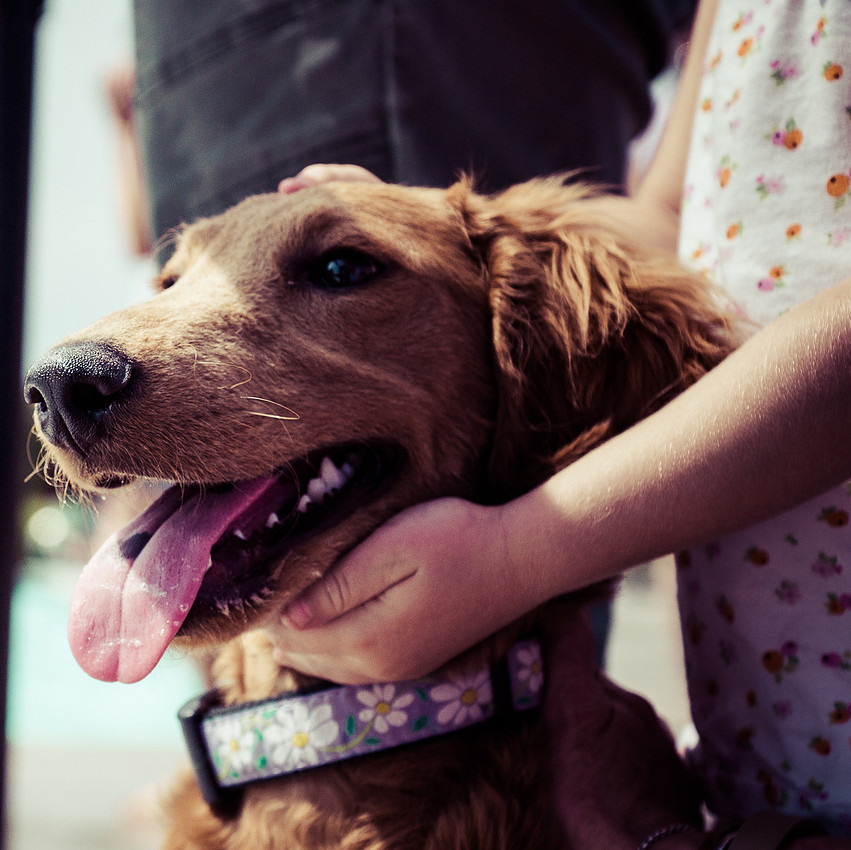 Dog Daze | Stapleton MCA
