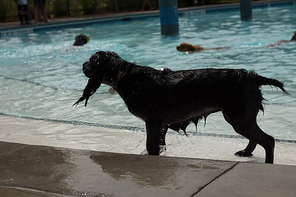 Dog Daze | Stapleton MCA