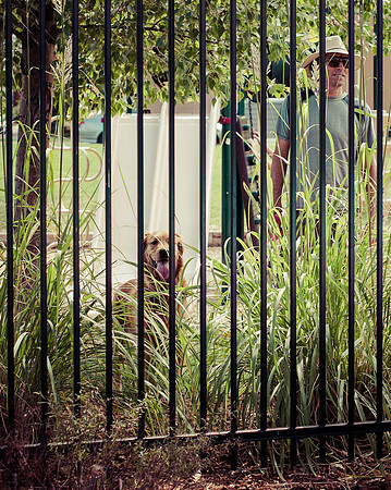 Dog Daze | Stapleton MCA
