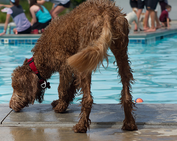 Dog Daze | Stapleton MCA
