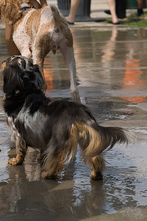 Dog Daze | Stapleton MCA