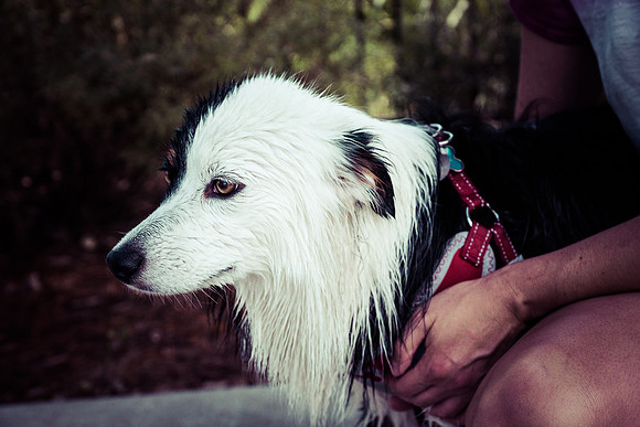Dog Daze | Stapleton MCA