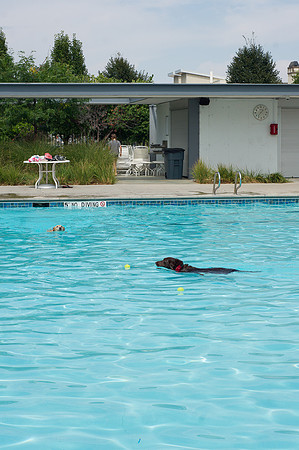 Dog Daze | Stapleton MCA