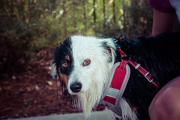 Dog Daze | Stapleton MCA