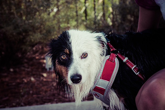 Dog Daze | Stapleton MCA