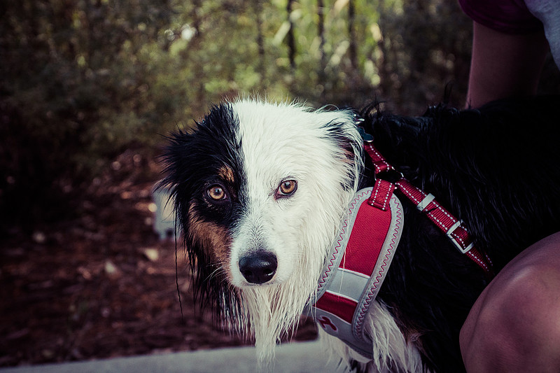 Dog Daze | Stapleton MCA