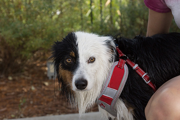 Dog Daze | Stapleton MCA