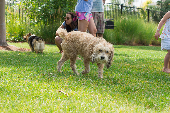 Dog Daze | Stapleton MCA
