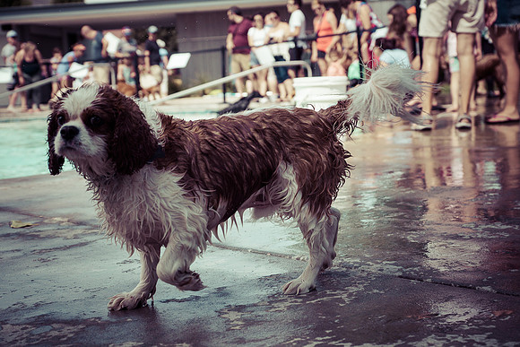 Dog Daze | Stapleton MCA